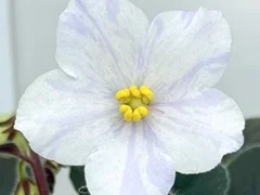 Фото Фиалка АВ-898-121, сеянец