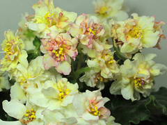 photo_nor for АВ-Золото Скифов (746-8 )