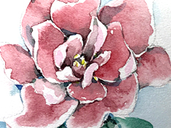 photo_nor for ЕК-Шанхайская Роза