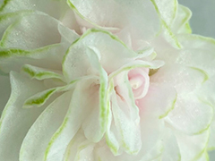 photo_nor for АВ-Розы из Фарфора (871-18)