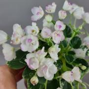photo_nor for Ландыш Серебристый
