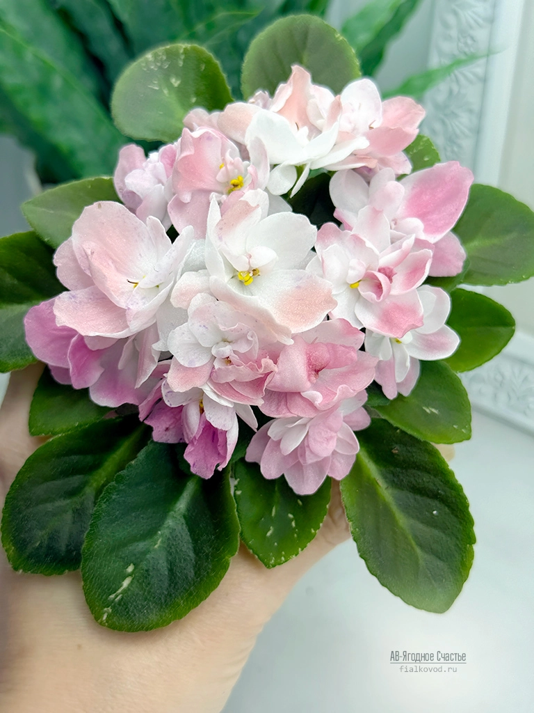 ягодное-счастье-(8).jpg