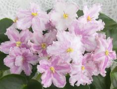 photo_nor for Эсфирь 