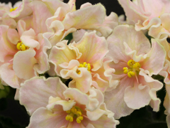 photo_nor for Ф-Сливочный Крем (860-16)