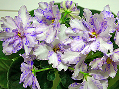 photo_nor for Neptune's Jewels