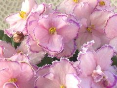 photo_nor for KZ-Арбузная Свежесть (KZ_2015_1)