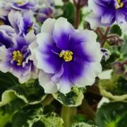 photo_nor for Р-Девочка Моя Синеглазая