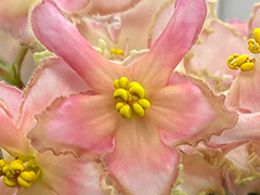 photo_nor for АВ-Загадай Желание (868-93)