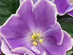 photo_nor for С-Женская Дружба (22-203)