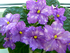 photo_nor for ЛЕ-Рождение Галактики