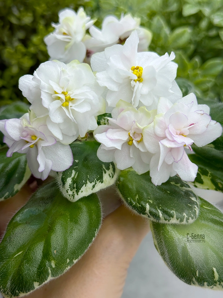 с-белла-(3).jpg