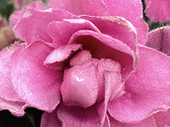 photo_nor for С-21-351, сеянец
