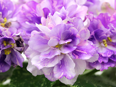 photo_nor for АВ-В Краю Единорогов (856-5)