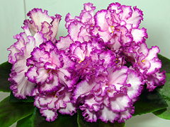 photo_nor for Ян-Менуэт