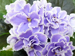 photo_nor for ЛЕ-Лунный Камень