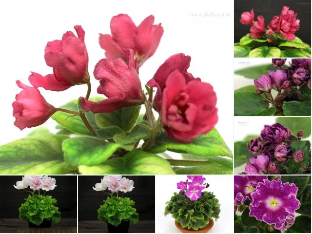 col_1a0e18d9c05de4adbee8d35eac3f9d63.jpg