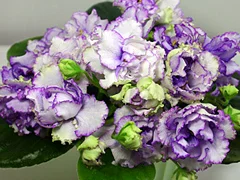 photo_nor for РС-Грейс