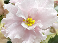 photo_nor for С-22-316, сеянец