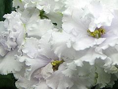 photo_nor for ЕК-Снежное Кружево