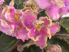 photo_nor for Rob's Ruff Stuff