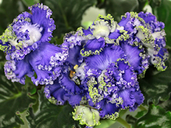 photo_nor for РС-Медея