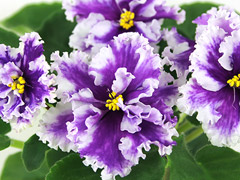 photo_nor for АВ-Килиманджаро, призрачный спорт