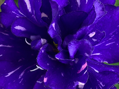 photo_nor for Ф-Черничные Закаты (890-15)