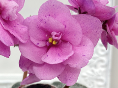 photo_nor for С-Мадагаскарское Чудо (21-233)