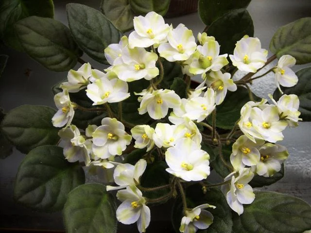spa50308 ysmalll.jpg