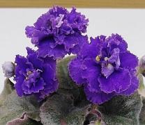 photo_nor for НК-Средиземное Море 