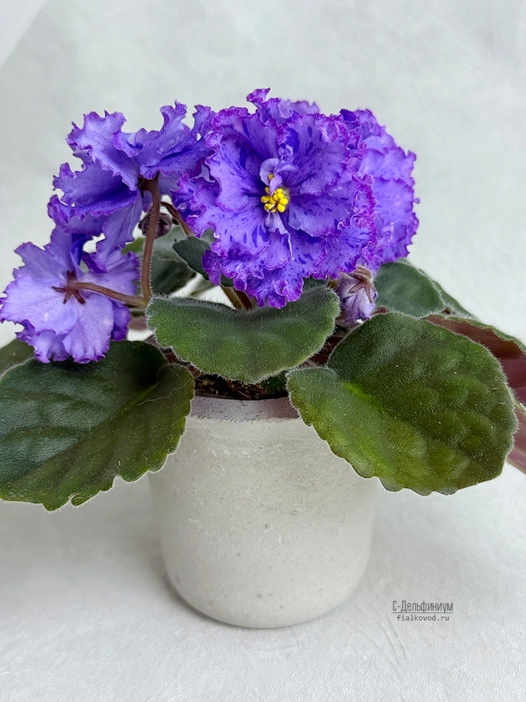 с-дельфиниум.jpg