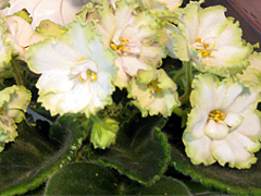 photo_nor for Ma's Prince Froggie