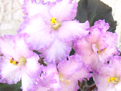 photo_nor for Н-Королевишна