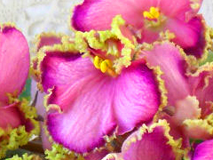 photo_nor for Улыбка Русалки