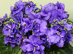 photo_nor for ЛЕ-Кудри Венеры