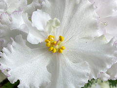 photo_nor for С-Чистая Правда (22-542)