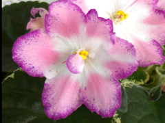 photo_nor for РС-Улыбка Авроры