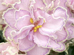 photo_nor for С-Дама с Собачкой (22-195)