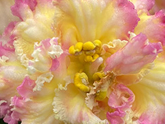 photo_nor for АВ-Золотая Панда (865-136)