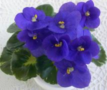 photo_nor for Shirl's Purple Passion 