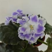 photo_nor for ЕК-Прекрасная Славянка