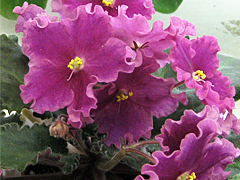 photo_nor for Tropical Heat Wave