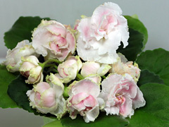photo_nor for ЛЕ-Румяное Облачко