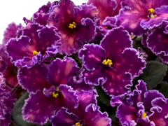 photo_nor for Spanish Dancer