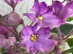 photo_nor for DS-Канкан