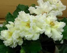 photo_nor for ЛЕ-Золотая Хризантема