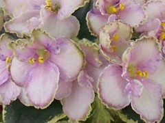 photo_nor for Ma's Butterfly Garden 