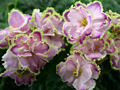photo_nor for Зима Улыбается