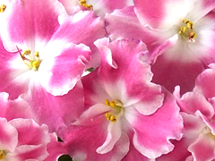 photo_nor for Альфа Центавра