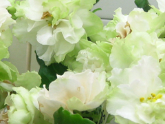 photo_nor for Spring Rose